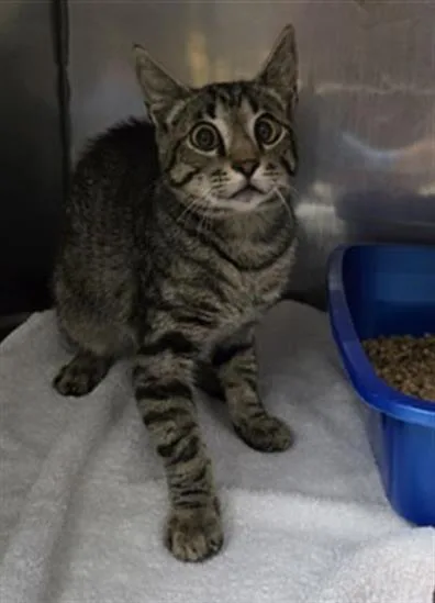 A young small-sized male Domestic Short Hair cat named Burt for adoption in Killeen, TX