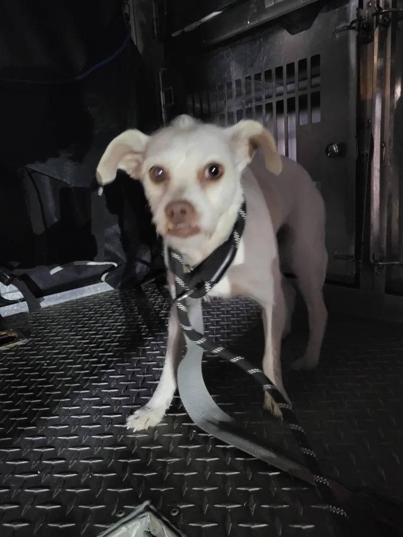 An adult small-sized female Chihuahua dog named Tulip for adoption in Teterboro, NJ