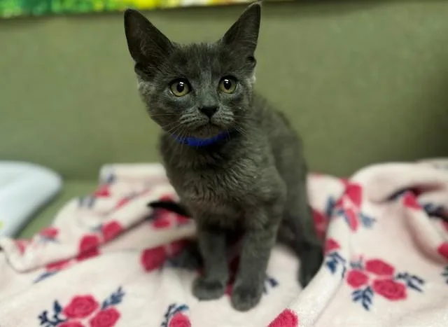 A baby small-sized male Domestic Short Hair cat named Georgie for adoption in Moreno Valley, CA