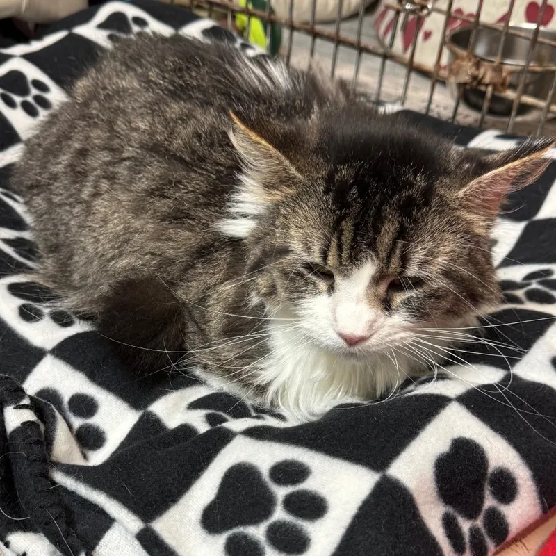 An adult small-sized female Brown / Chocolate Domestic Long Hair cat named Daisy for adoption in Kittanning, PA