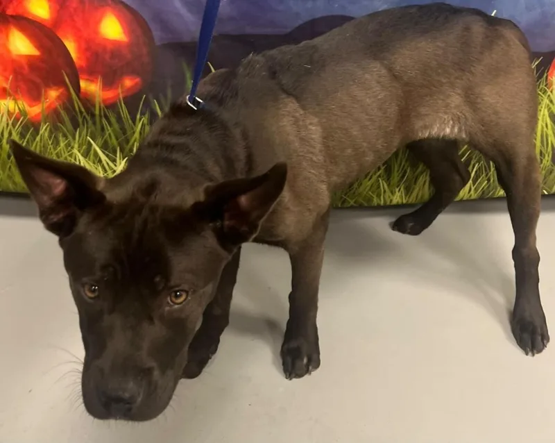 A young small-sized female Brown / Chocolate Pit Bull Terrier dog named AC "Fig" for adoption in Conyers, GA
