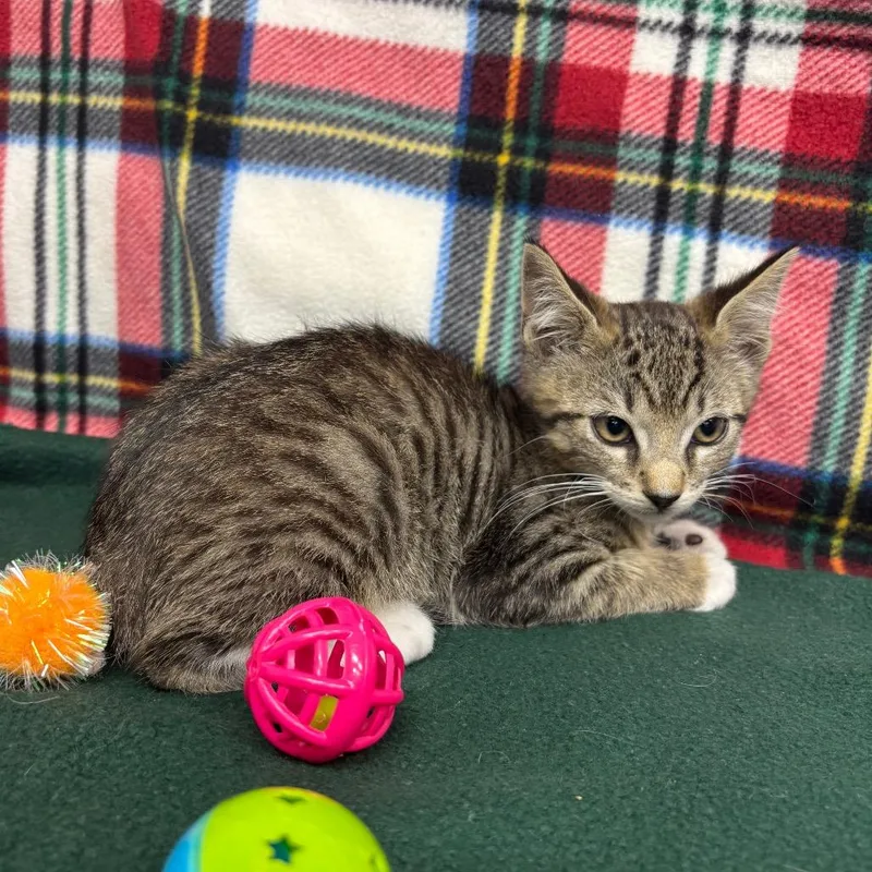 A baby small-sized male Brown / Chocolate Domestic Short Hair cat named Torin for adoption in Hawthorne, CA
