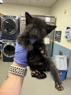 A baby small-sized male Domestic Short Hair cat named Popeye for adoption in Miami, FL