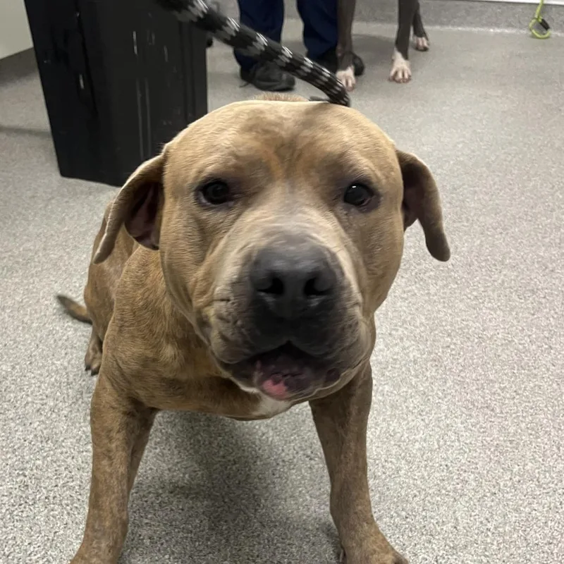 An adult large-sized male Brown / Chocolate Pit Bull Terrier dog named Eddie for adoption in Matteson, IL