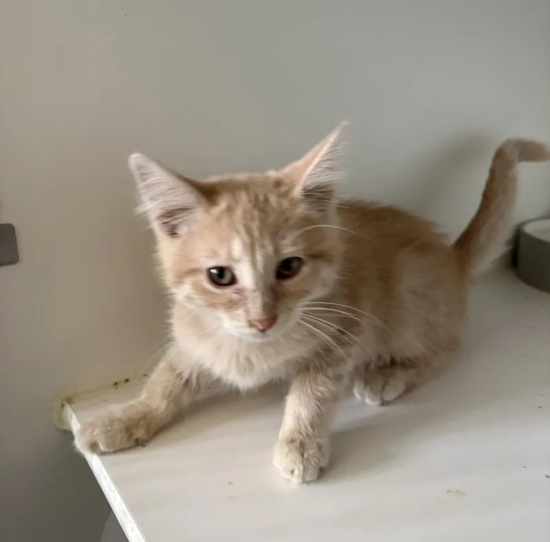A baby small-sized male Domestic Short Hair cat named Victor for adoption in Rochester, IN