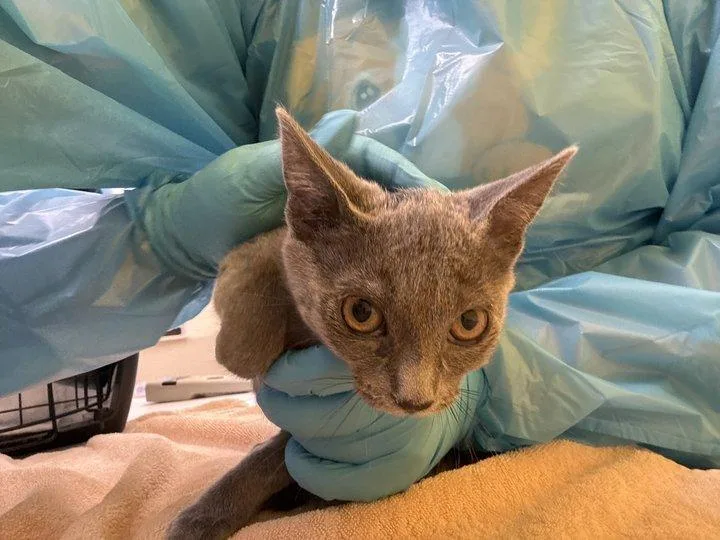 A baby small-sized female Gray / Blue / Silver Domestic Short Hair cat named Syrax for adoption in Raleigh, NC