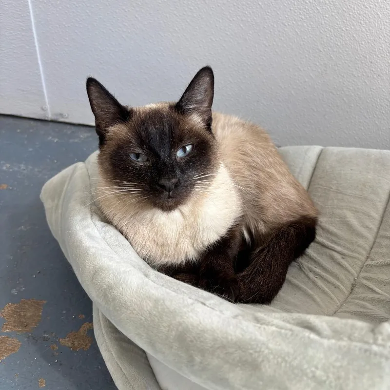 An adult small-sized female Buff / Tan / Fawn Siamese cat named Mulan for adoption in Midland, TX