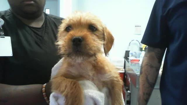 A baby small-sized male Pit Bull Terrier dog named A for adoption in Charlotte, NC