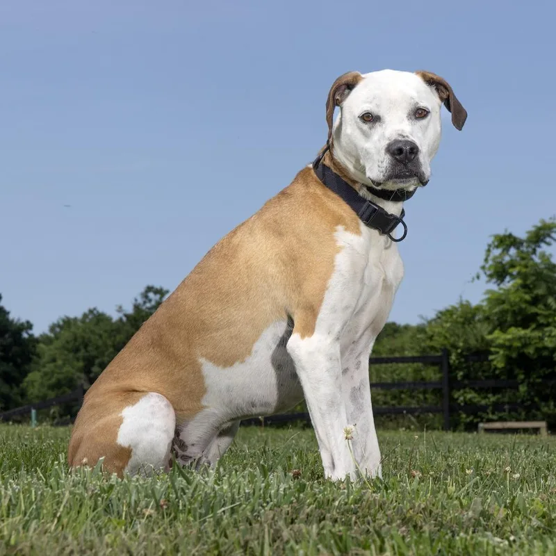An adult large-sized male White / Cream Mixed Breed dog named Hardy for adoption in Franklin, TN