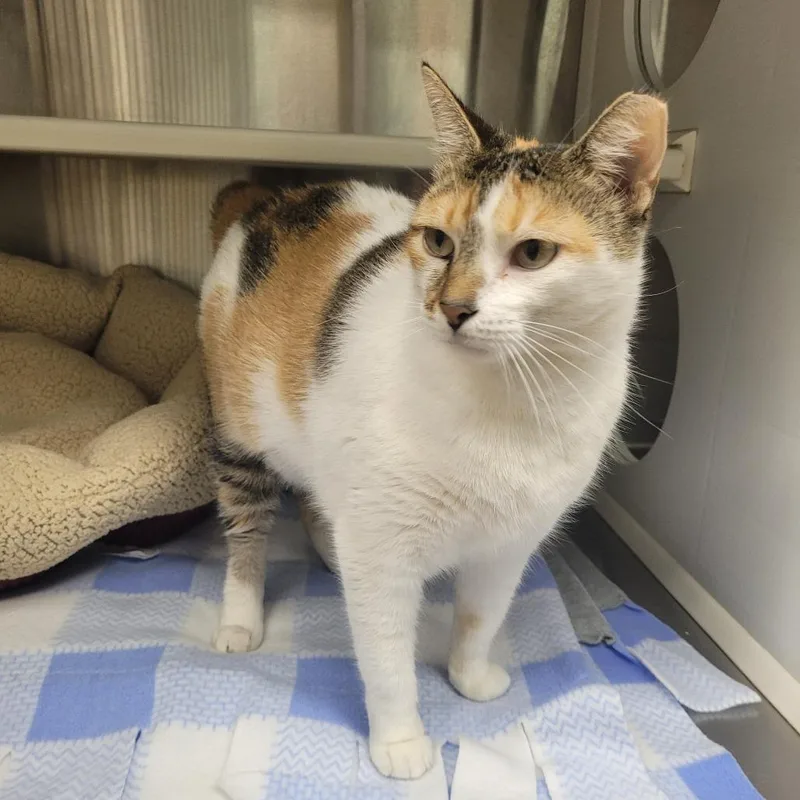 An adult large-sized female Calico Domestic Short Hair cat named Aries for adoption in Corpus Christi, TX