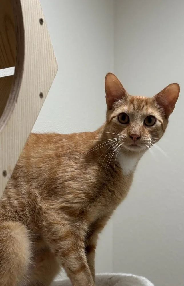 A baby small-sized male Orange & White Domestic Short Hair cat named Martin for adoption in Dallas, TX