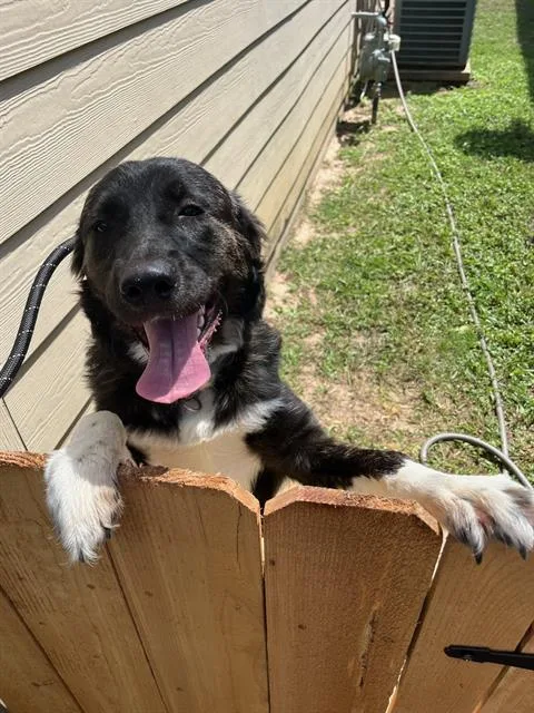 A young medium-sized female Labrador Retriever dog named Willow for adoption in Pearland, TX