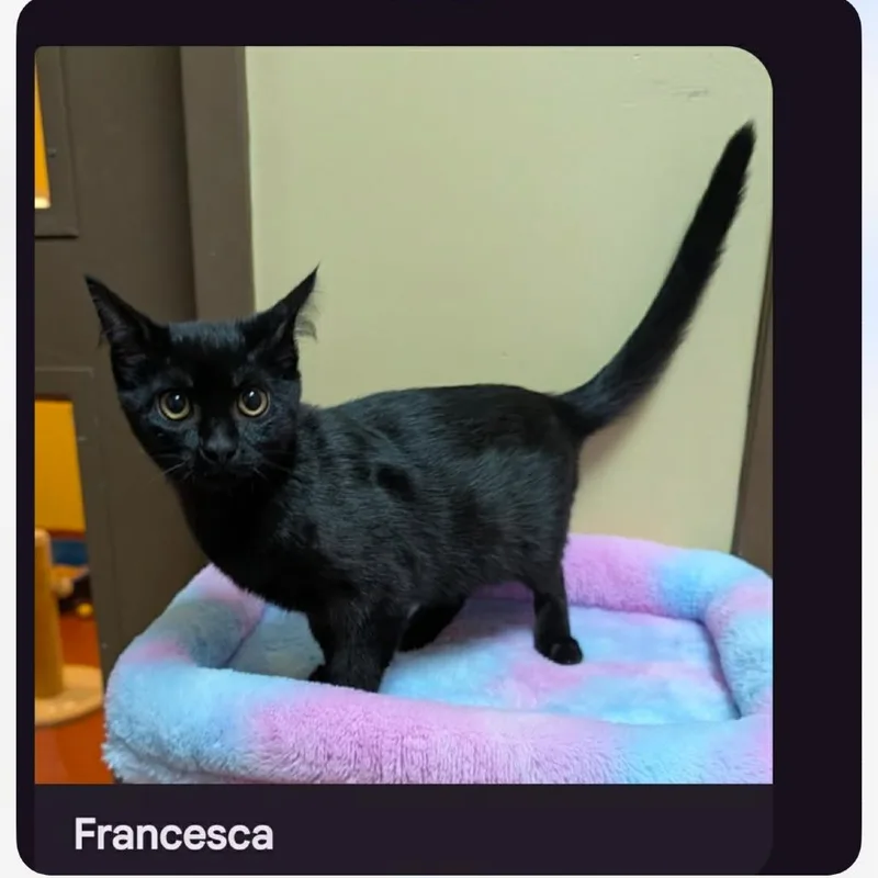 A baby small-sized female Black Domestic Short Hair cat named Francesca for adoption in Hagerstown, MD