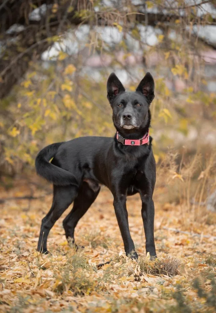 An adult medium-sized male Australian Kelpie dog named Adonis for adoption in Gillette, WY