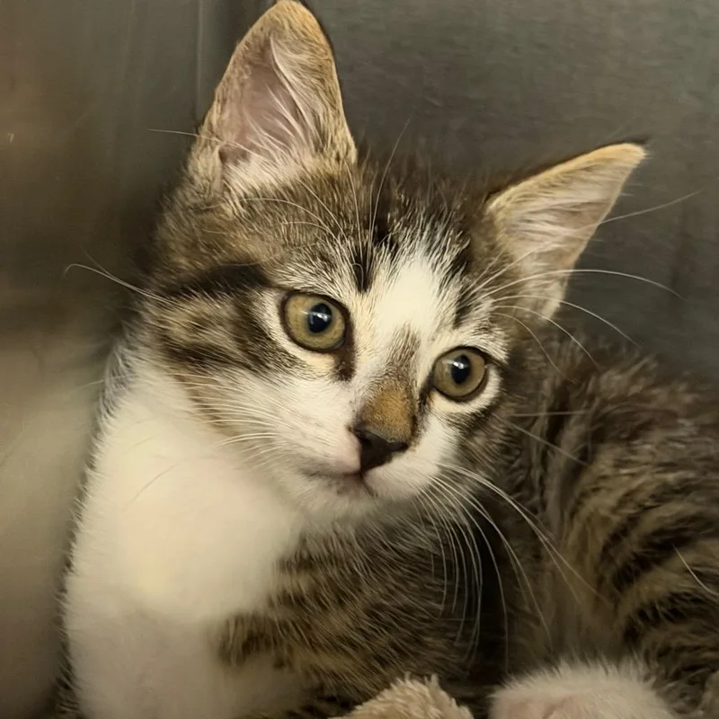 A baby small-sized male White Domestic Short Hair cat named Thomas for adoption in West Palm Beach, FL