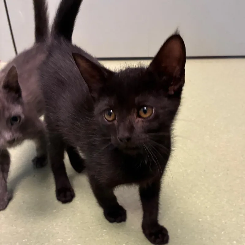 A baby small-sized male Black Domestic Short Hair cat named Punk for adoption in Norman, OK