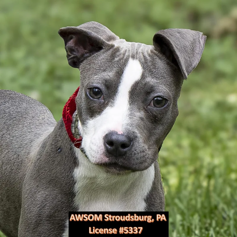 A young medium-sized female Gray / Blue / Silver Terrier dog named Penelope for adoption in Stroudsburg, PA