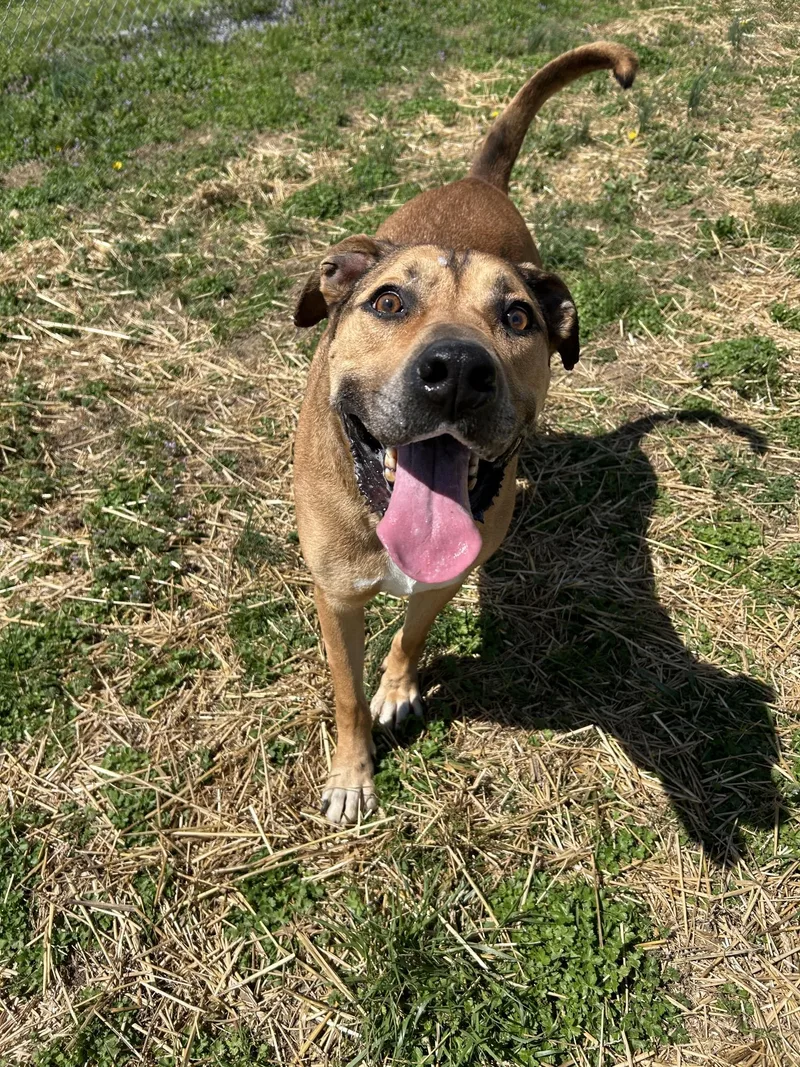 An adult large-sized male Mastiff dog named Oliver for adoption in Mount Sterling, KY