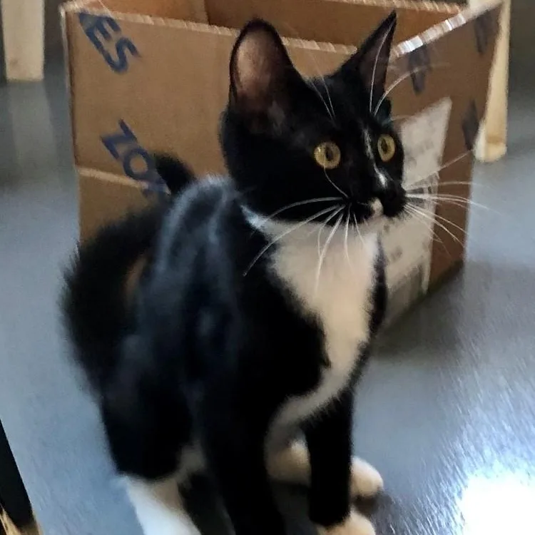 A baby large-sized female Black & White / Tuxedo Domestic Short Hair cat named Tori for adoption in Lodi, CA