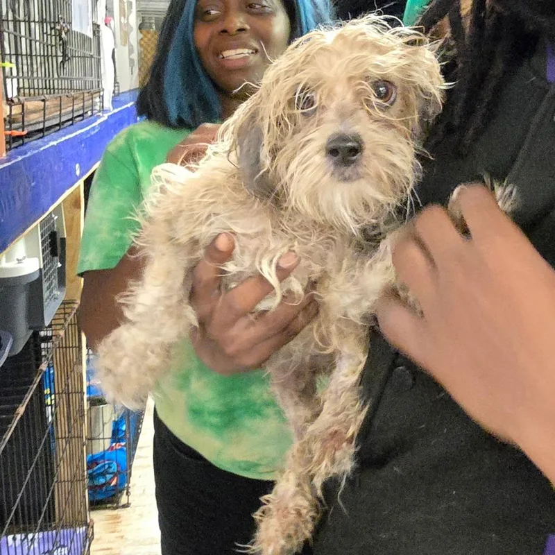 An adult small-sized female White / Cream Maltese dog named Tuni for adoption in Hinesville, GA