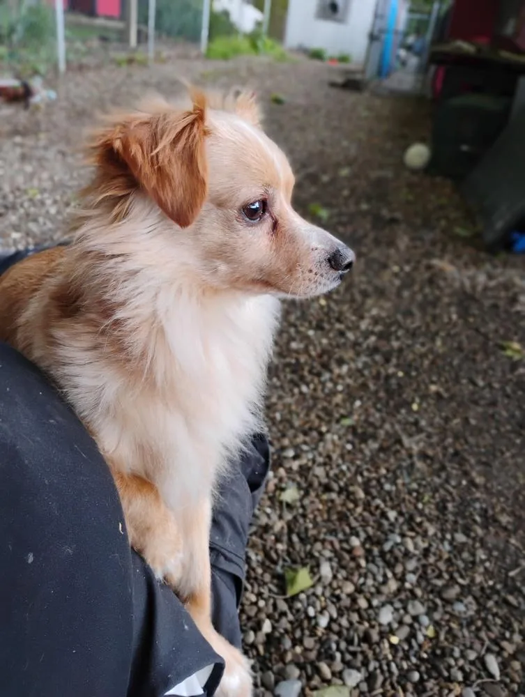 An adult small-sized male Red / Chestnut / Orange Chihuahua dog named Gizmo for adoption in New Lexington, OH