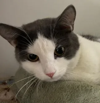 Jewel Westborough thumbnail 2