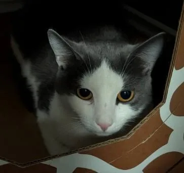 Jewel Westborough thumbnail 3