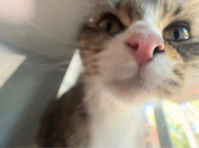 Cece (bonded with Lainey) thumbnail 4