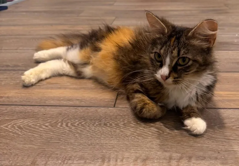 A young small-sized female Calico Domestic Long Hair cat named Cece (bonded with Lainey) for adoption