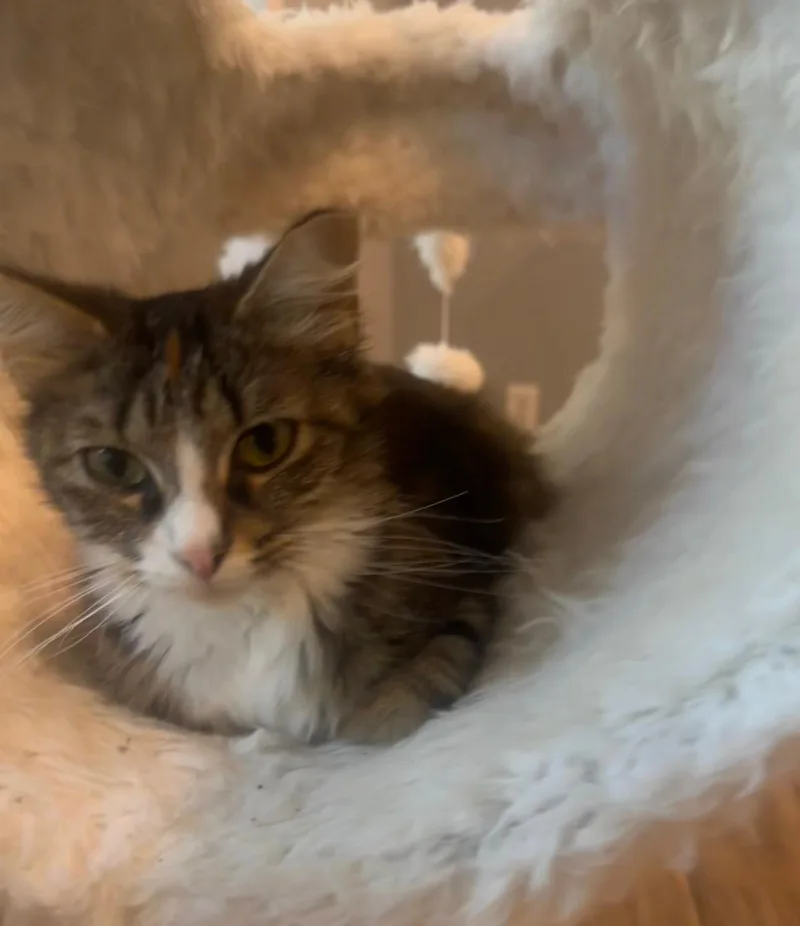 Cece (bonded with Lainey) thumbnail 3