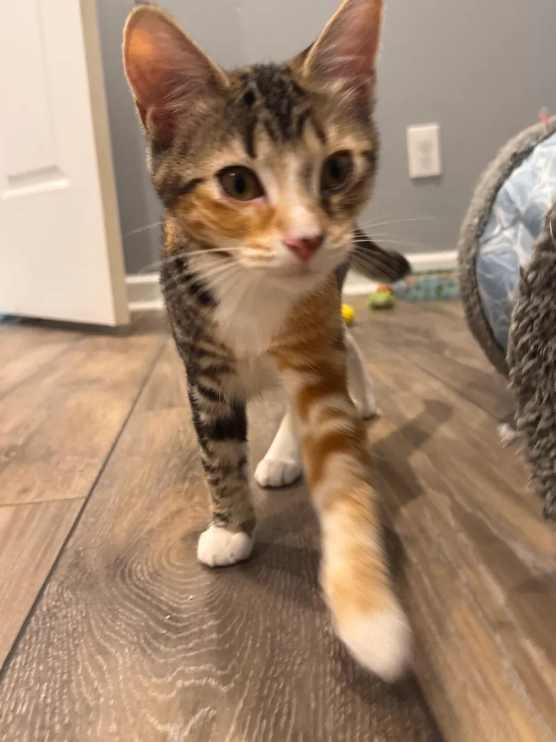 Lainey (bonded with Colton)