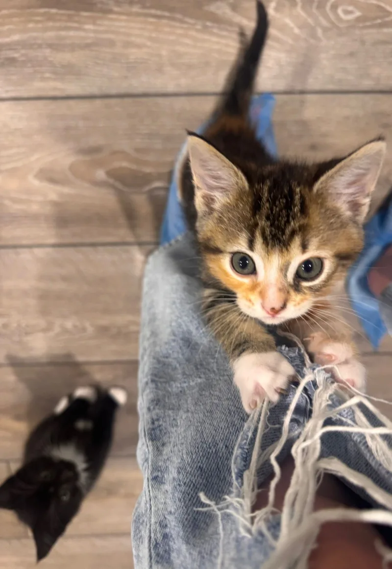 A baby small-sized female Calico Domestic Short Hair cat named Lainey (bonded with Cece) for adoption
