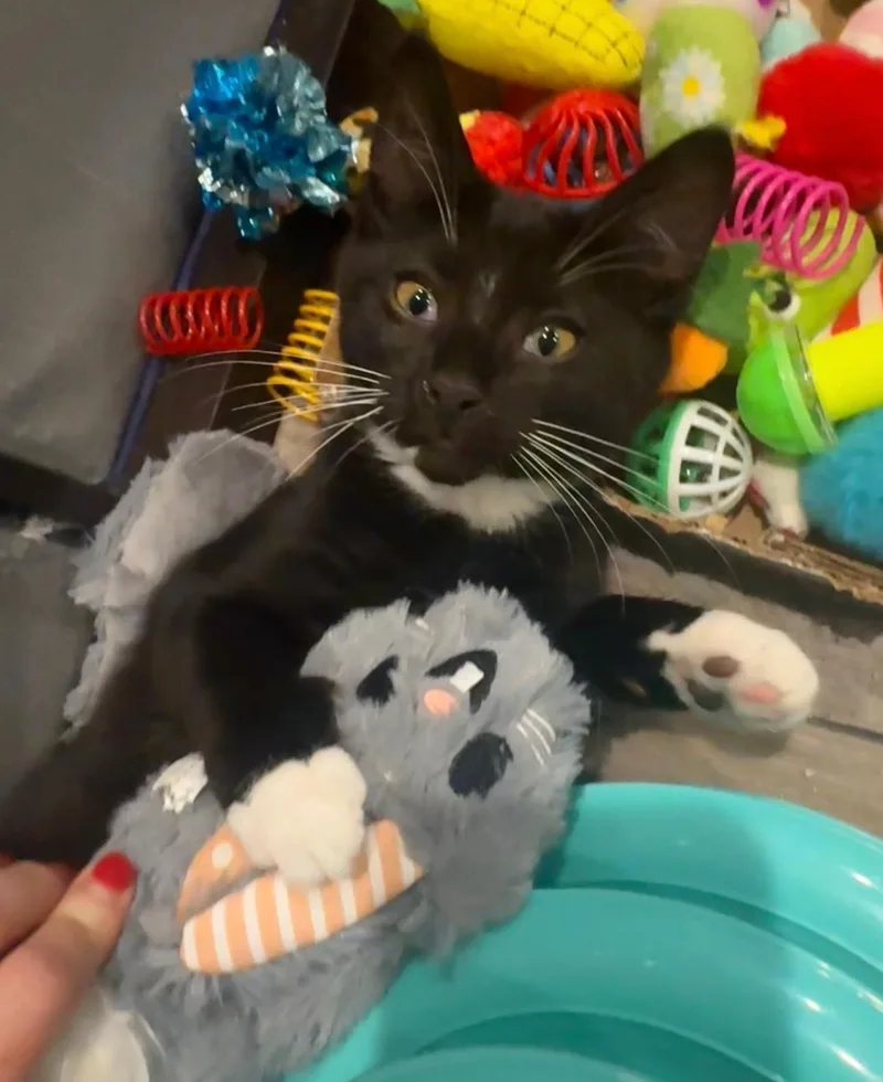 A baby small-sized male Tuxedo Domestic Short Hair cat named Colton for adoption