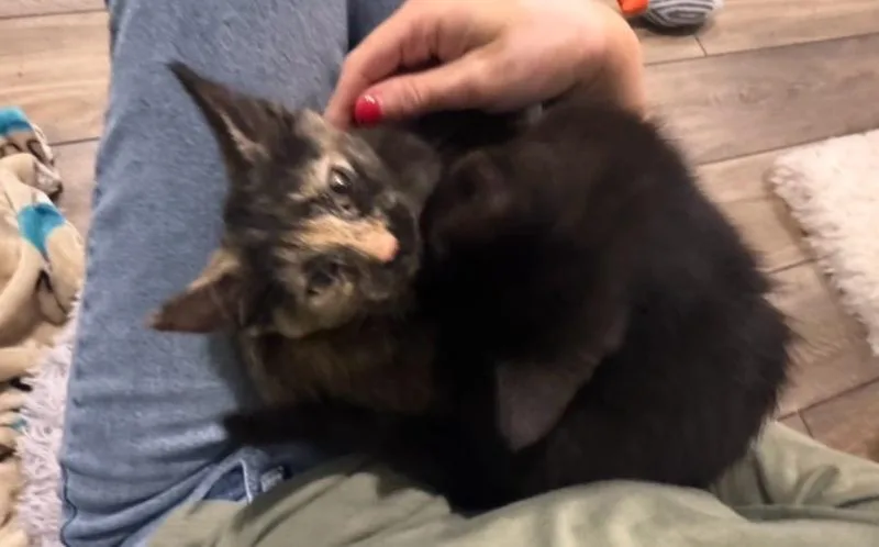 Lauren (bonded with Ella) thumbnail 5