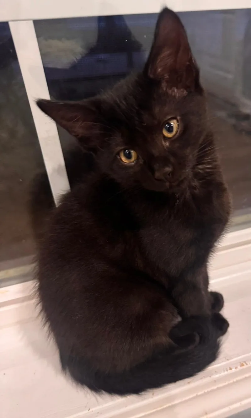 A baby small-sized female black Domestic Short Hair cat named Lauren (bonded with Ella) for adoption