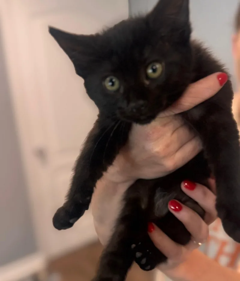 Lauren (bonded with Ella) thumbnail 3