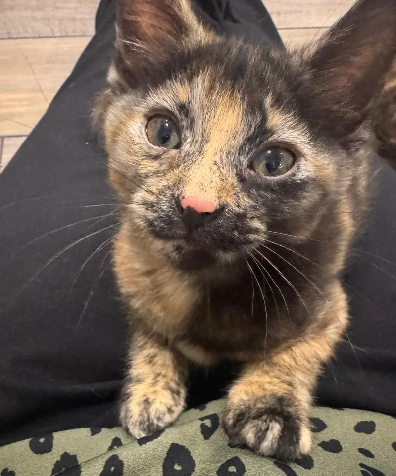 Ella (bonded with Lauren)
