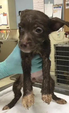 A baby small-sized female Terrier dog named Olive for adoption in Riverside, CA