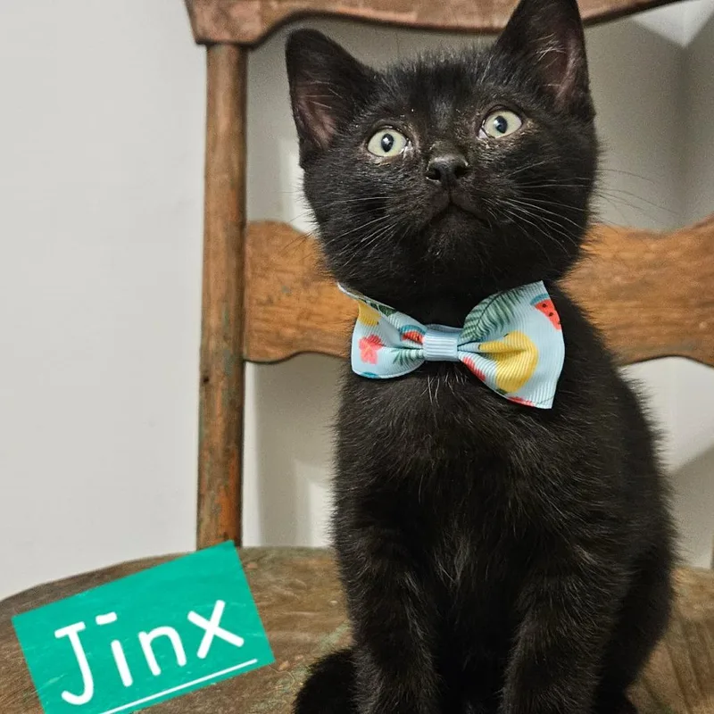 A baby small-sized male Black Domestic Short Hair cat named Jinx for adoption in New Albany, OH