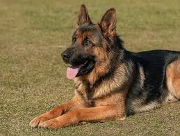 An adult large-sized male Brown German Shepherd Dog dog named Barkington for adoption