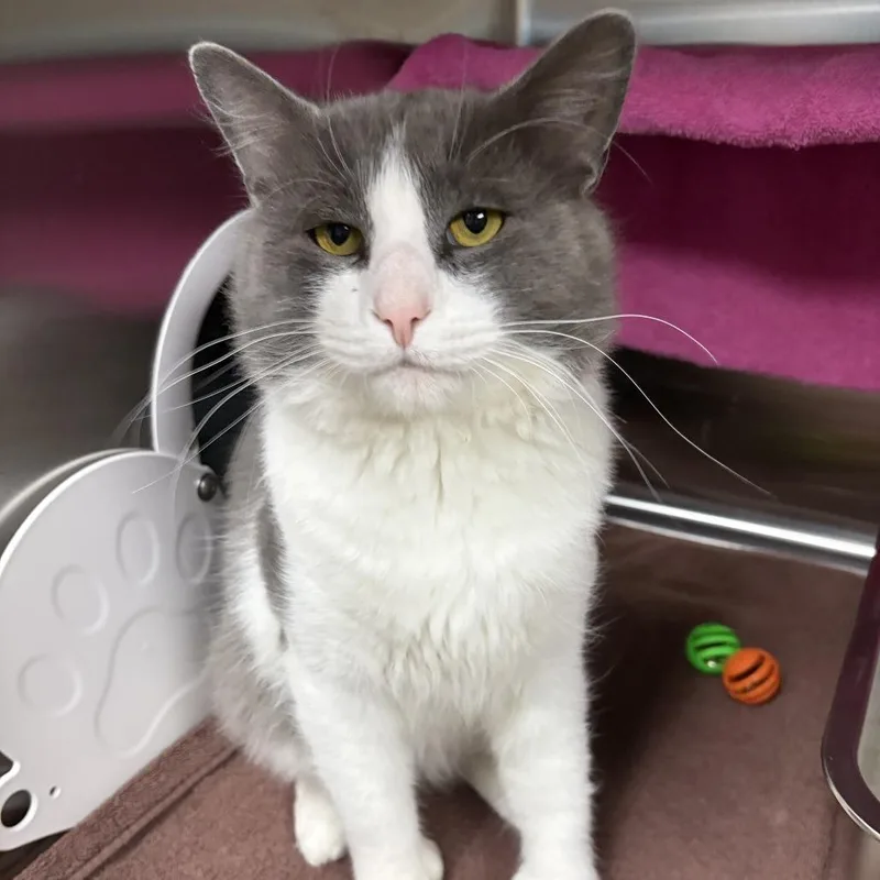 An adult large-sized male Gray / Blue / Silver Domestic Medium Hair cat named Bartholomew for adoption in South Burlington, VT