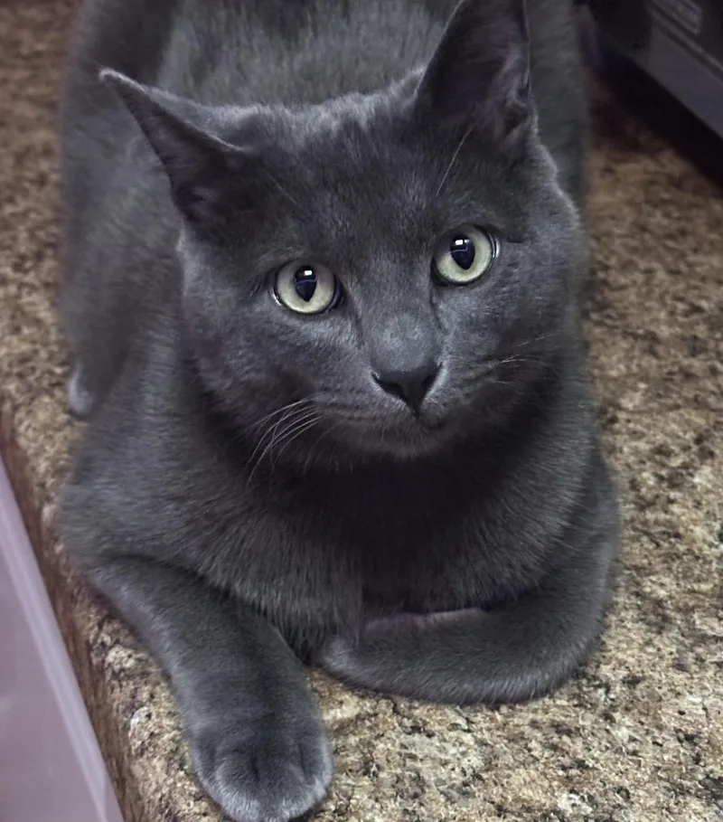 Billy Brogan FeLV thumbnail 2