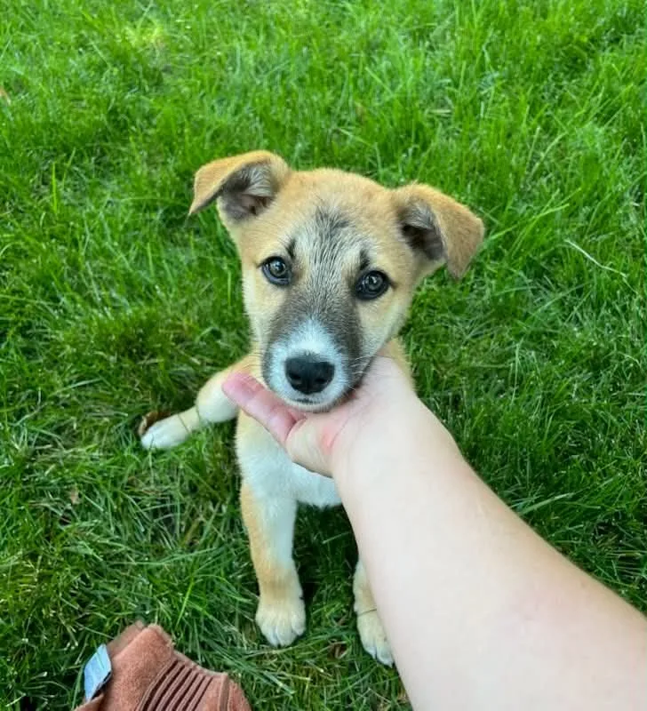 A baby small-sized male Tan German Shepherd Dog dog named Chance for adoption