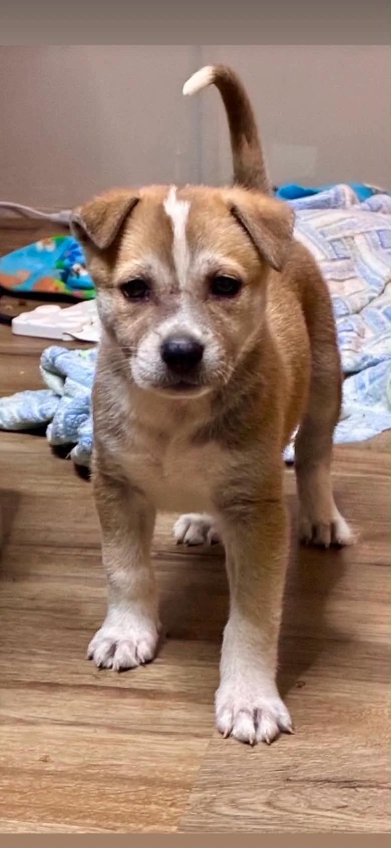 A baby small-sized female Tan Siberian Husky dog named Alara Lynn for adoption