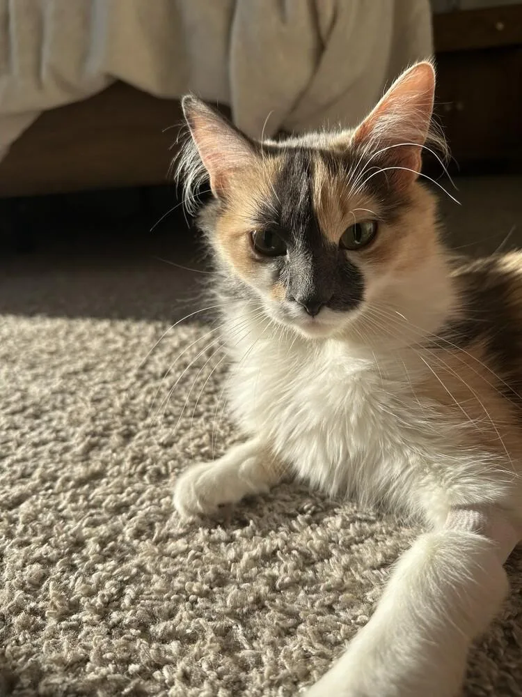 An adult medium-sized female Domestic Medium Hair cat named Beans for adoption in Aurora, CO