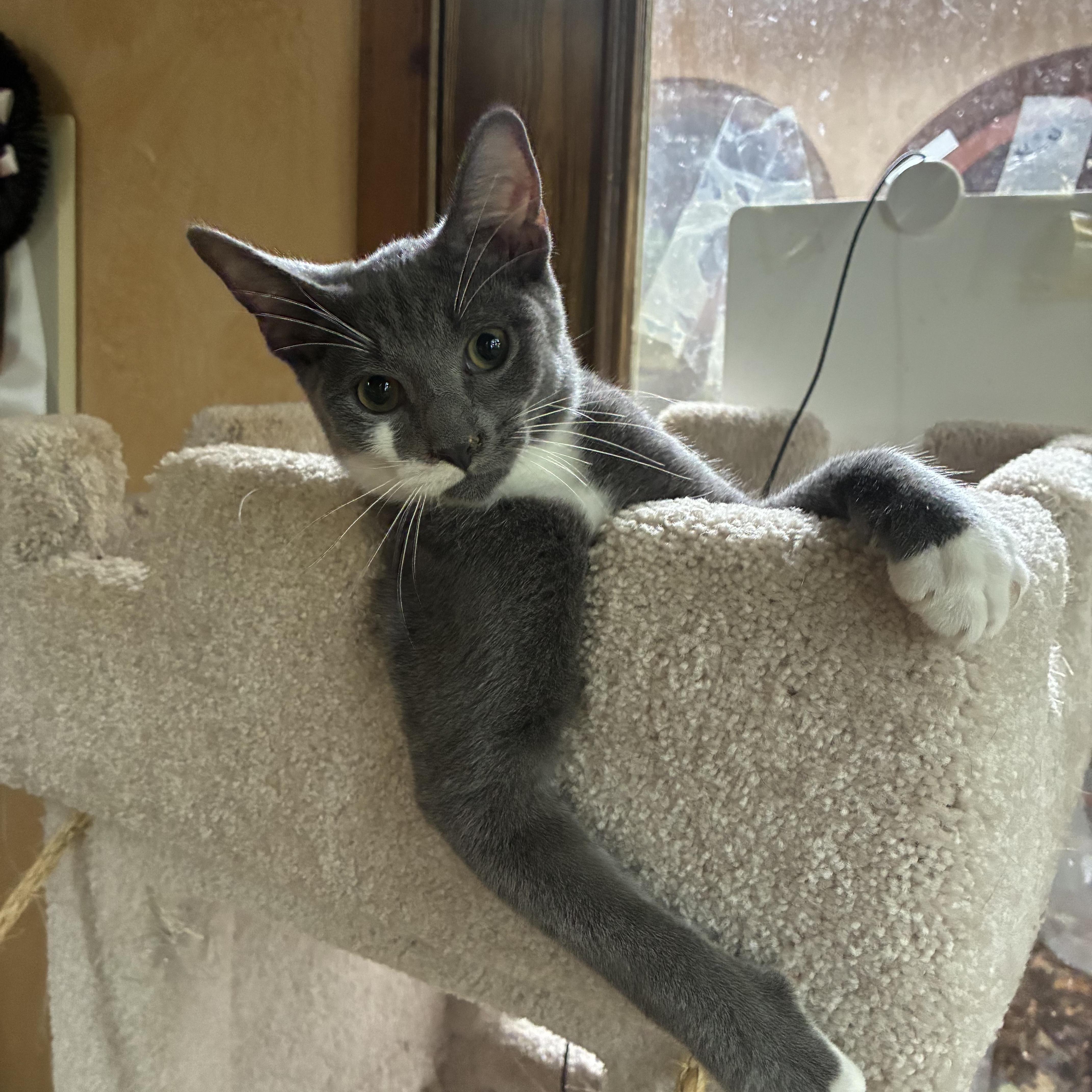 A baby small-sized male Gray & White Domestic Short Hair cat named Bandit for adoption in Indianapolis, IN