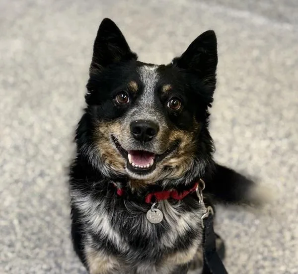 Ringo