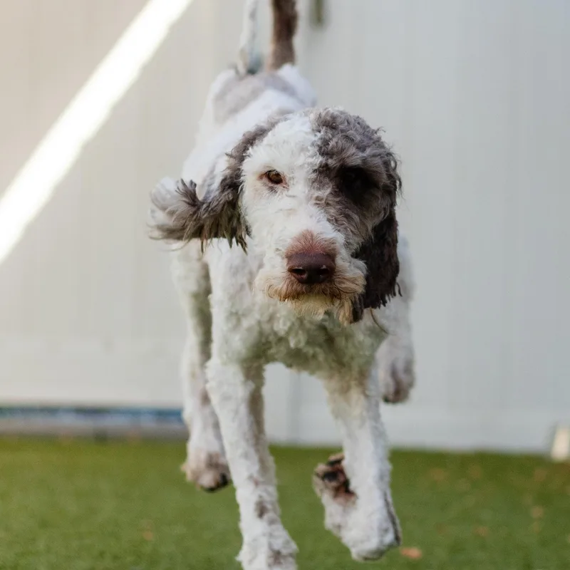 A young medium-sized male White / Cream Labradoodle dog named Camden for adoption in Cranston, RI