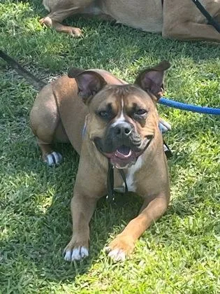 An adult medium-sized male Mixed Breed dog named Spanky for adoption in Atlanta, GA