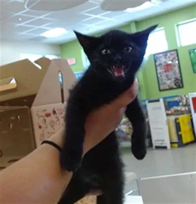 A baby small-sized male Domestic Short Hair cat named Flabbergast for adoption in Louisville, KY